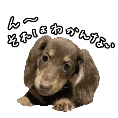 上目遣い得意なココちゃん