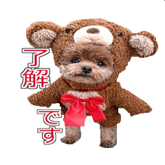 トイプードル ティル 写真ver.1