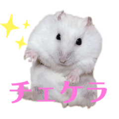 ジャンガリアハムスターだっ！！