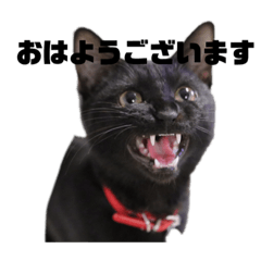 きよちゃんの日常スタンプ