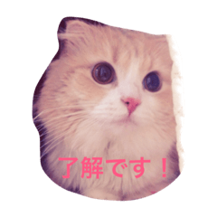 しゅんねこスタンプ