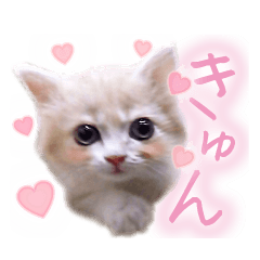 かわいい子猫のルル