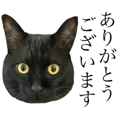 敬語で黒猫がお話