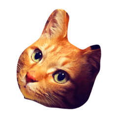 猫の茶々丸くん