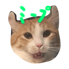 Onishi ke no Neko①