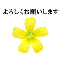 野花　黄いろ　と　敬語