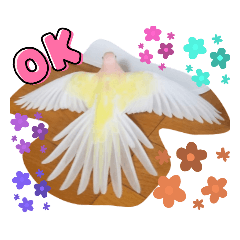 アキクサインコ扇編