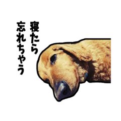 前向きだワン！