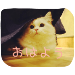 癒しニャンコスタンプ