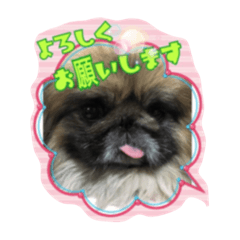 ペキニーズふー太 スタンプ