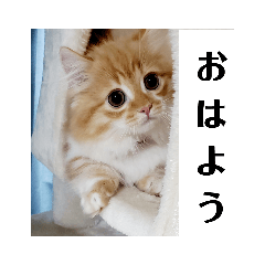 ミヌエットの仔猫のむぎちゃん