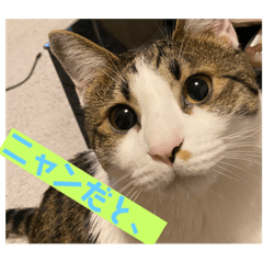 にゃんここちゃんこ