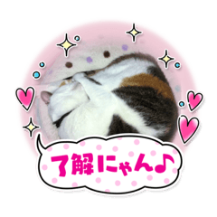 三毛みぃちゃんと他のみぃちゃんのスタンプ