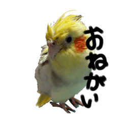 パインちゃんの日常