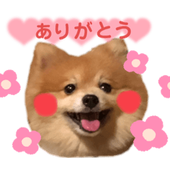ポメラニアン⭐︎チロくん