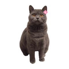 むっちりはにのスタンプ