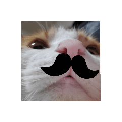 我が家のみけねこ