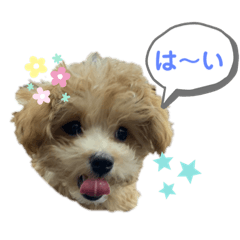 可愛い♡マルプー　☆毎日使える☆
