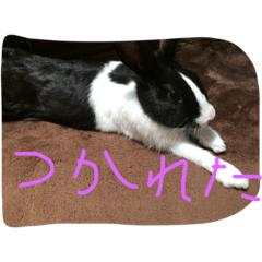 ウサギのぴょんすけの日常