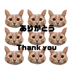 にゃんこたんすたんぷ