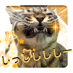 キジトラ猫のチョコちゃん-2