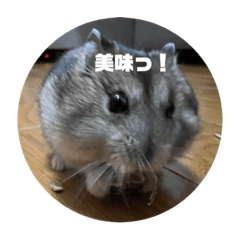 ハムスターのラピスちゃん