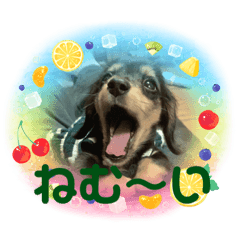 可愛い❤️アムール(わんこ)