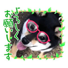 柴犬の毎日 あんず