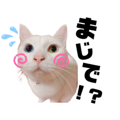 アランふぁみりー