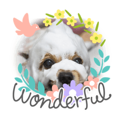 ポメラニアンMILK