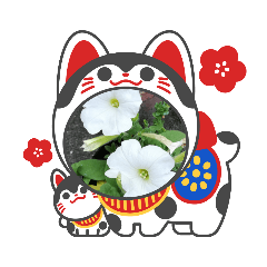 ペチュニア00004