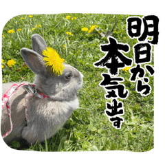 ラビとマックス