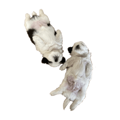 脱力シーズー!!!なごみとむつおの間♡