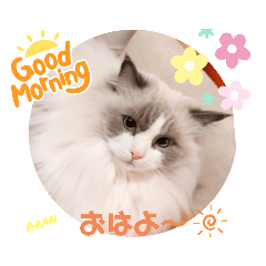 ラグドールファミリー　snow.rain.aran