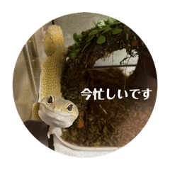 レオパのふーちゃん①