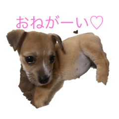 きなこandあんこ第2弾