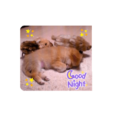 チワワの健太１