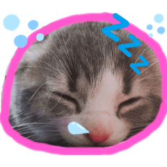 にゃんこの日常〜まったり〜