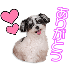 東家のマロニちゃん