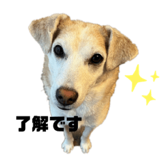 保護犬マリア①