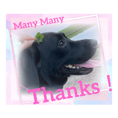 黒ラブリーココの日常編スタンプ