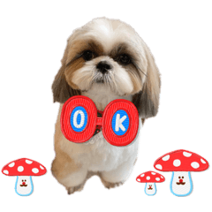 シーズーのmomo②