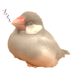 シルバー文鳥のマロンちゃん