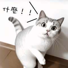 猫のミーム集録 01