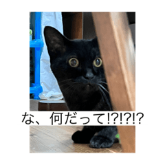 ゆうげんのスタンプ ペット編