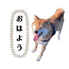 使いやすい!柴犬スタンプ