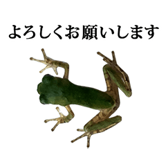 小さい　アマガエル　と　敬語