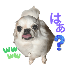 チワワ　いちご