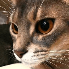 アビシニアン（ブルー）のスタンプ