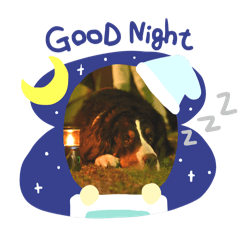 バーニーズマウンテンドッグさくらちゃん